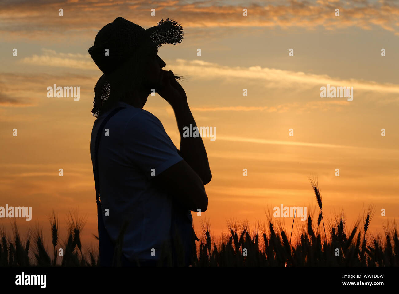 Silhouette of farmer in wheat field at sunset Stock Photo - Alamy