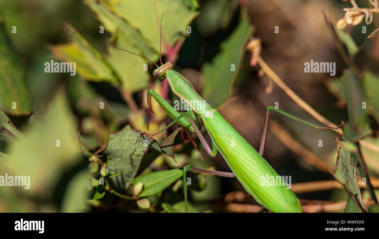 Green Praying Mantis (Mantodea) Colorado, USA Stock Photo