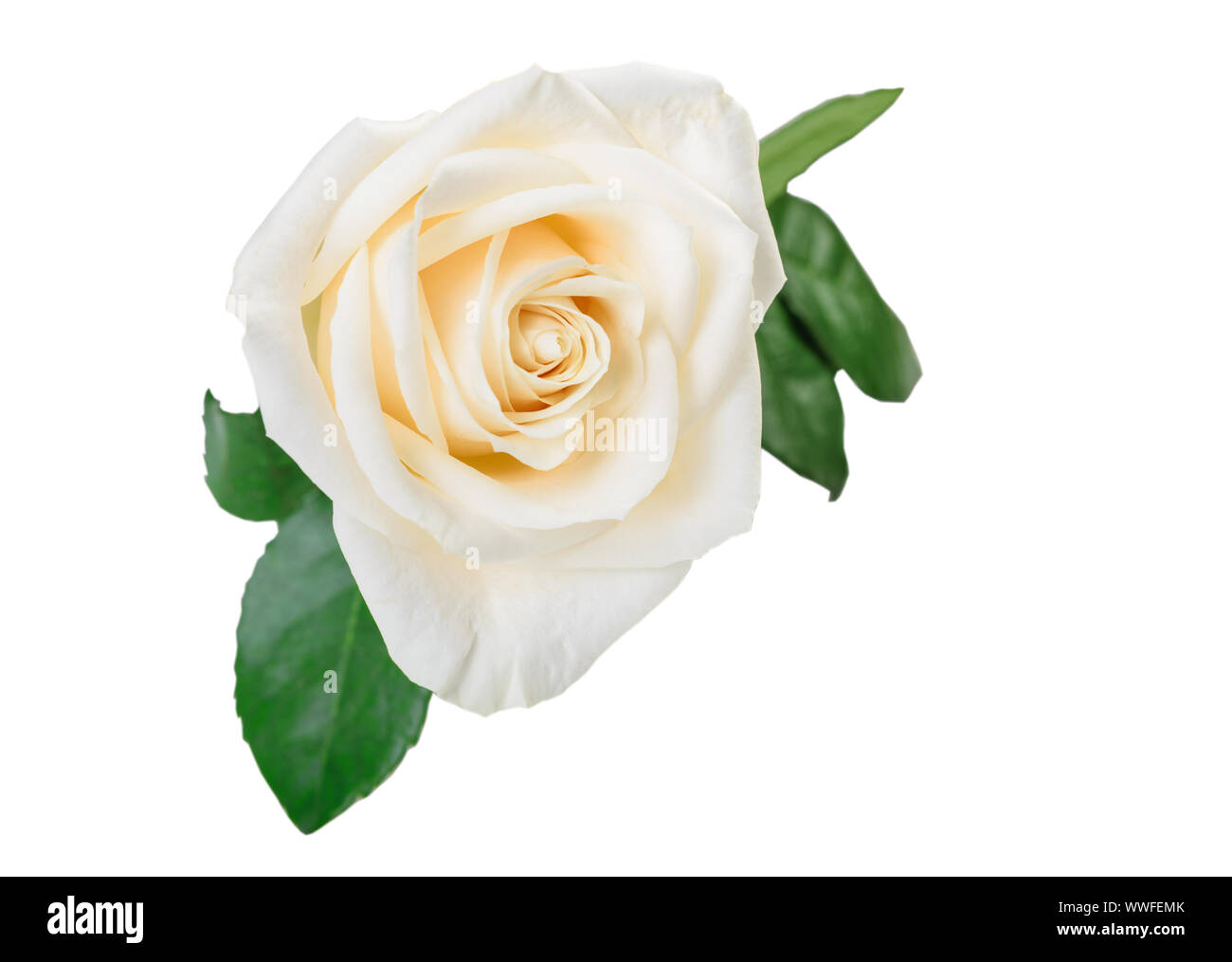 Elegant white rose flower with leaves isolated on white background. Clipping path Stock Photo