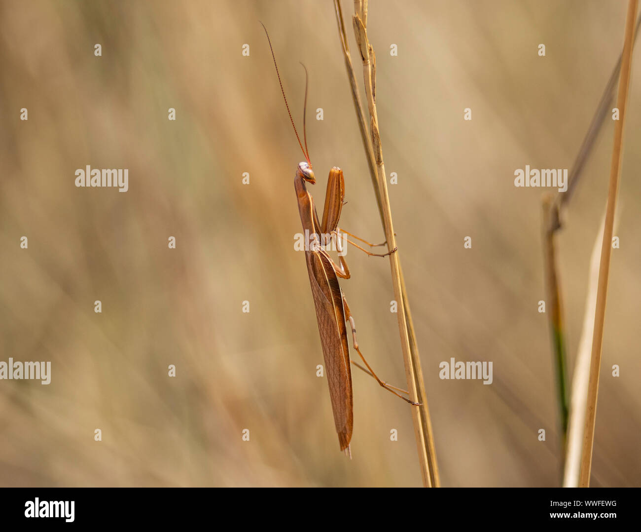 Brown Praying Mantis (Mantodea) Colorado, USA Stock Photo