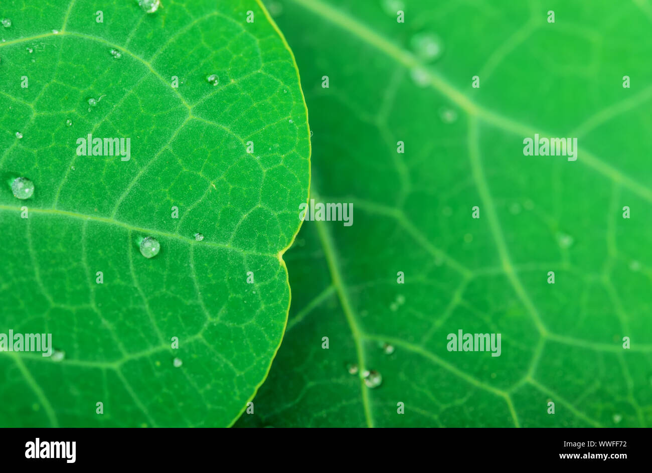 Green leaf with water drops for background Stock Photo