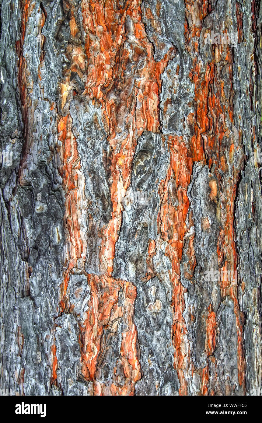 Pine tree bark texture close up - natural background. Rugged surface of pine tree trunk with light brown cambium. Used in medicine, cosmetology, garde Stock Photo