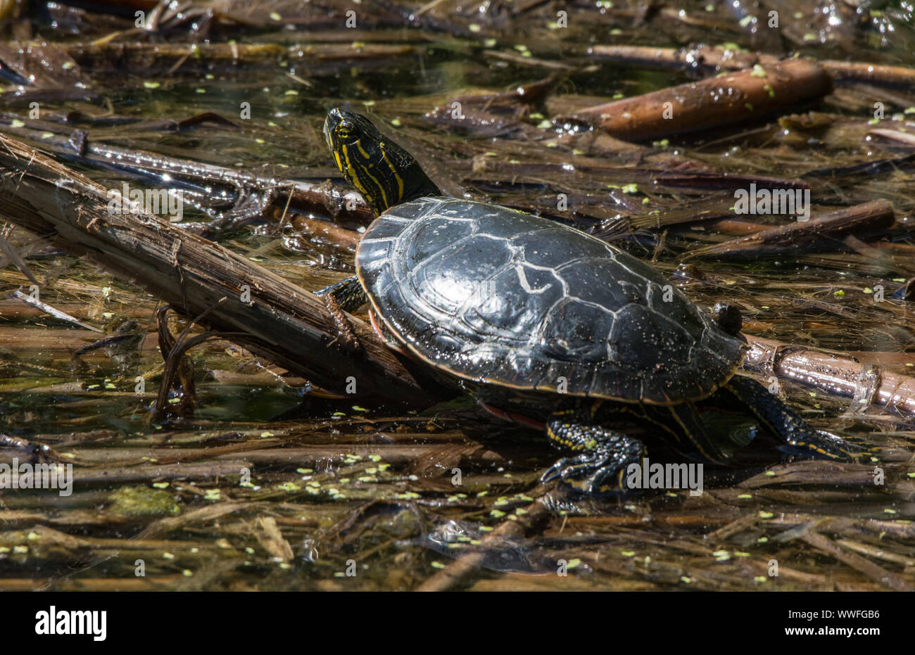 Western Painted Turtle (Chrysemys picta belli) from Jefferson County ...