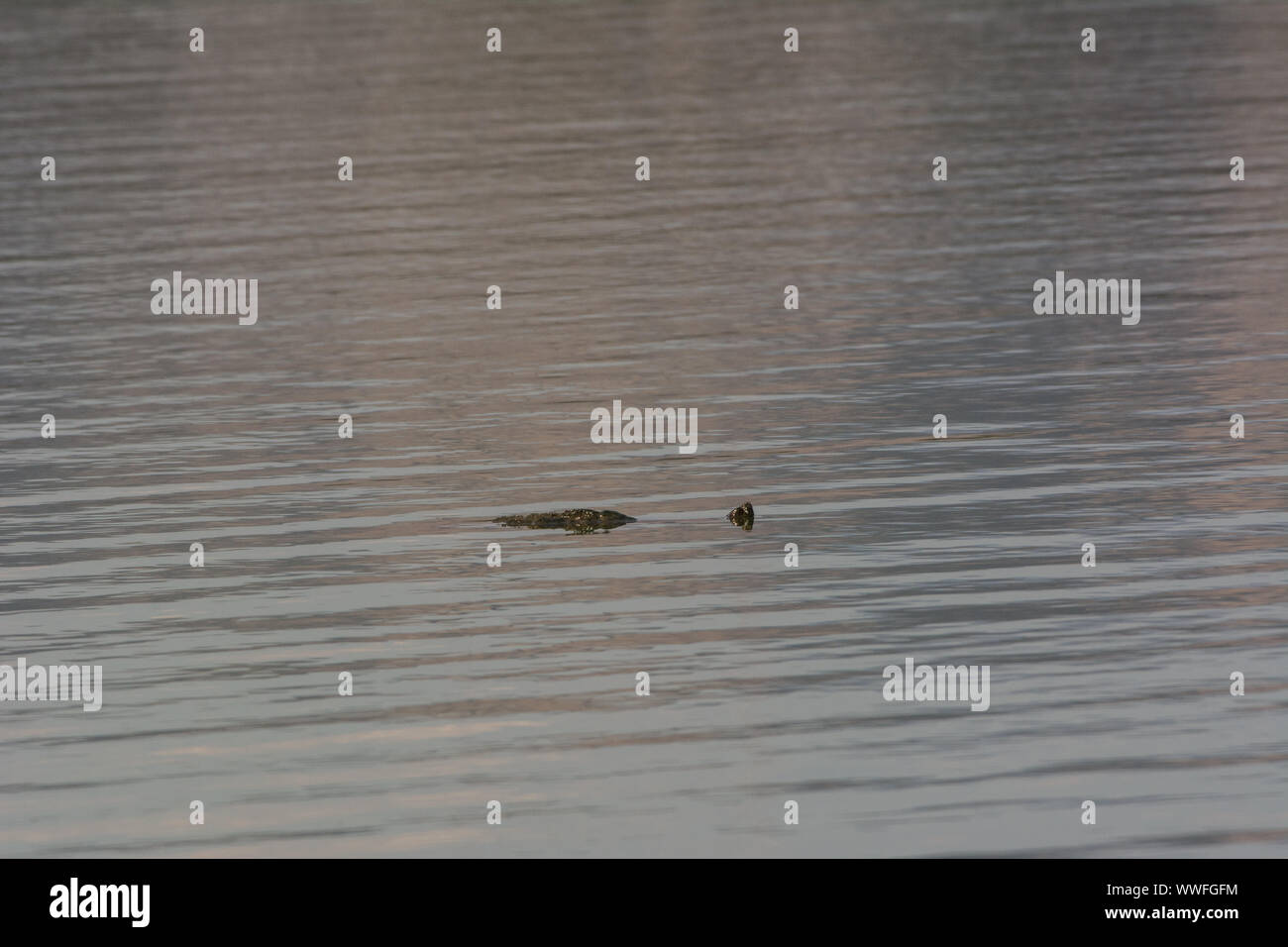 Snapping Turtle (Chelydra serpentina) from Jefferson County, Colorado, USA Stock Photo Alamy