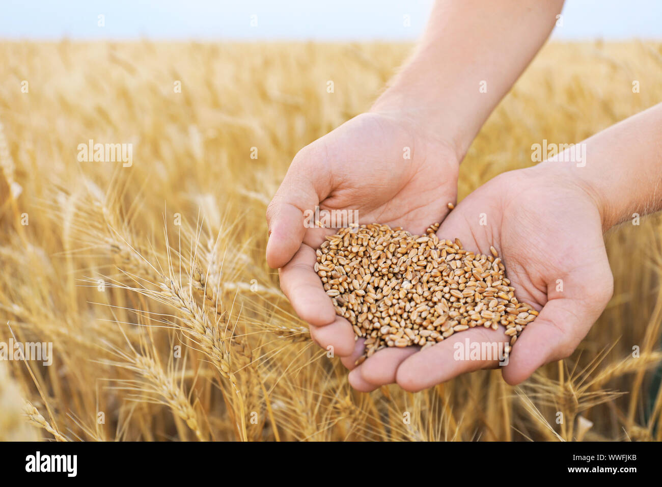 Male farmer with heap of wheat grains in field, closeup Stock Photo Alamy