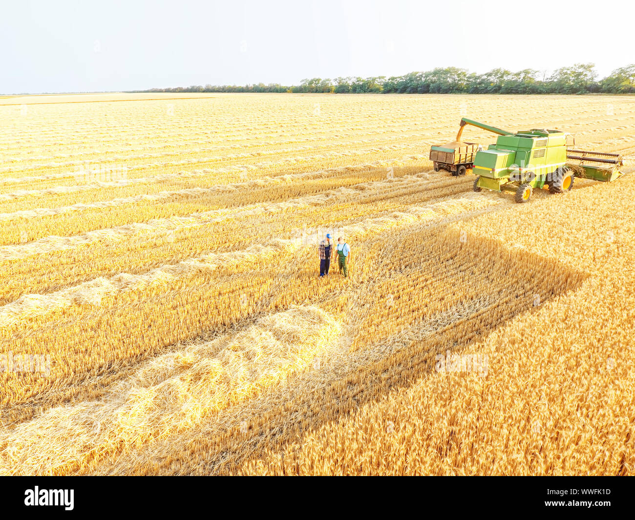Harvesting of wheat on summer day Stock Photo - Alamy