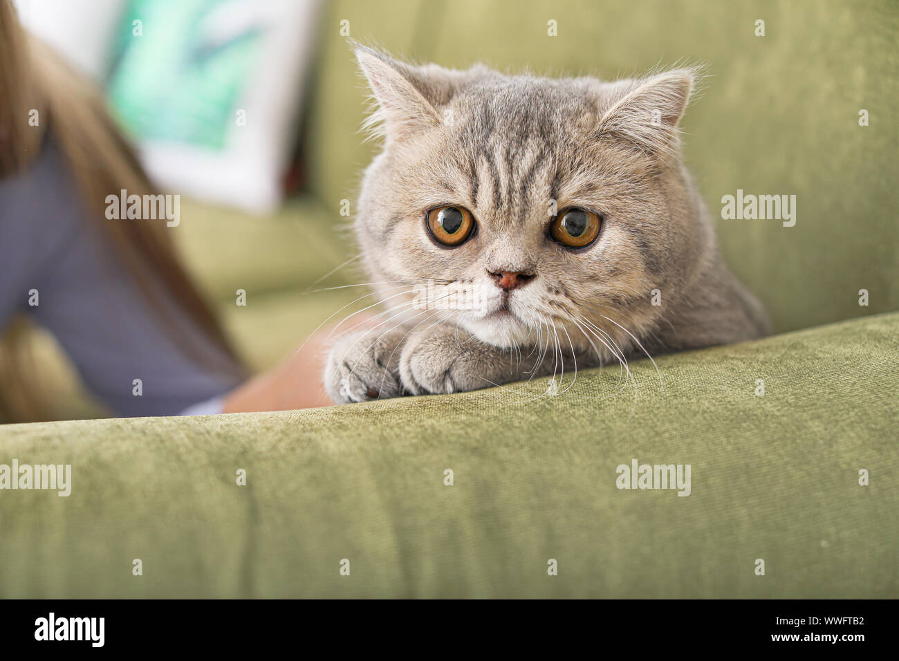 Cute funny cat on sofa at home Stock Photo - Alamy