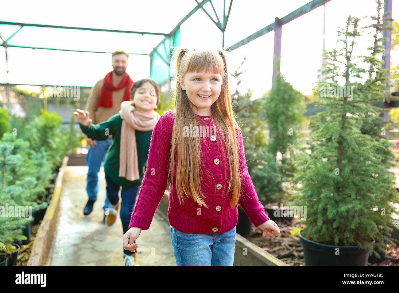 Family choosing Christmas tree in greenhouse Stock Photo - Alamy