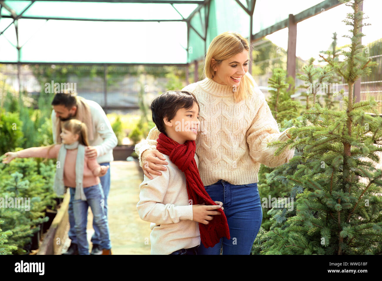 Family choosing Christmas tree in greenhouse Stock Photo - Alamy