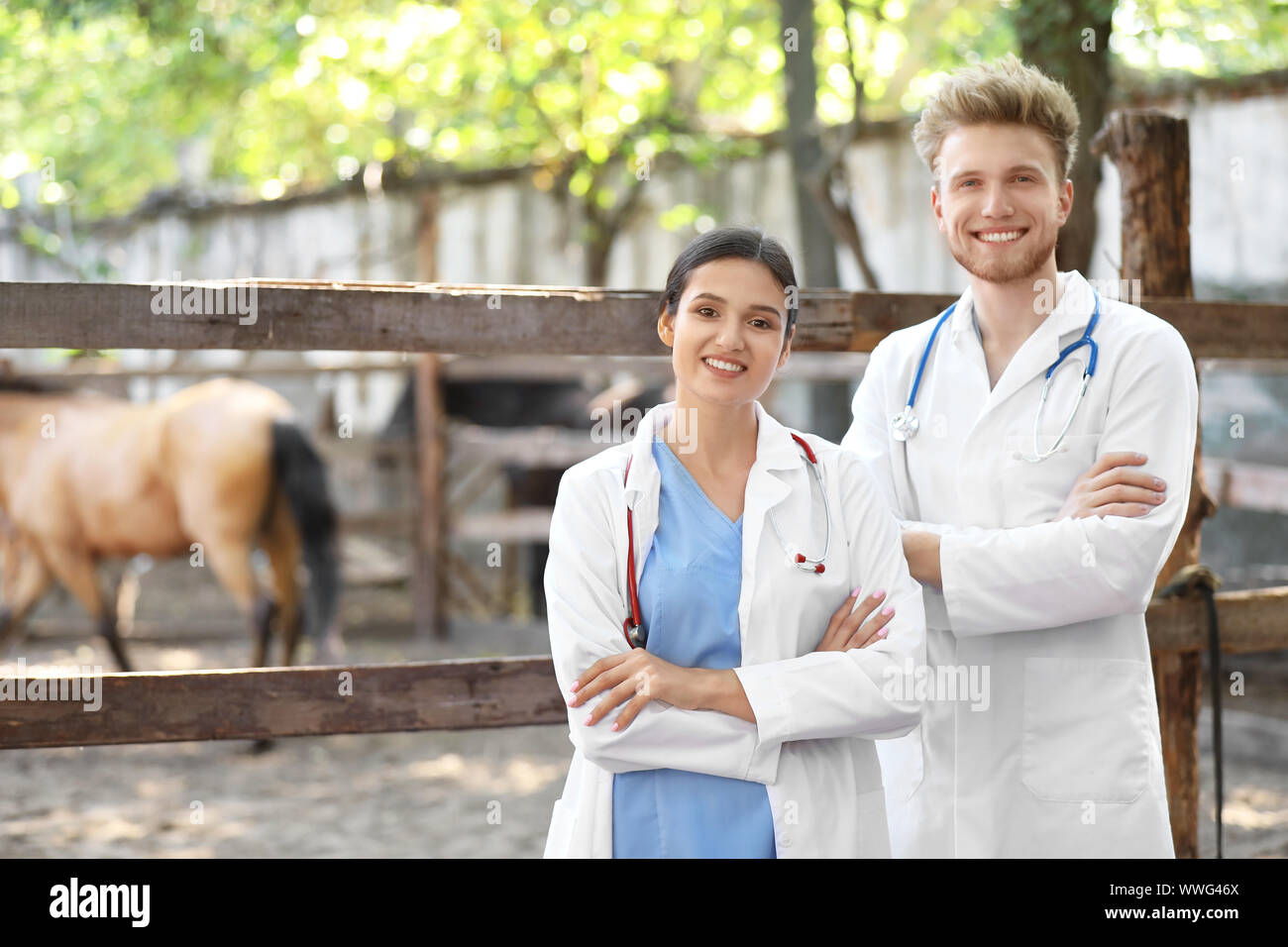 Veterinarians near paddock with horse on farm Stock Photo Alamy