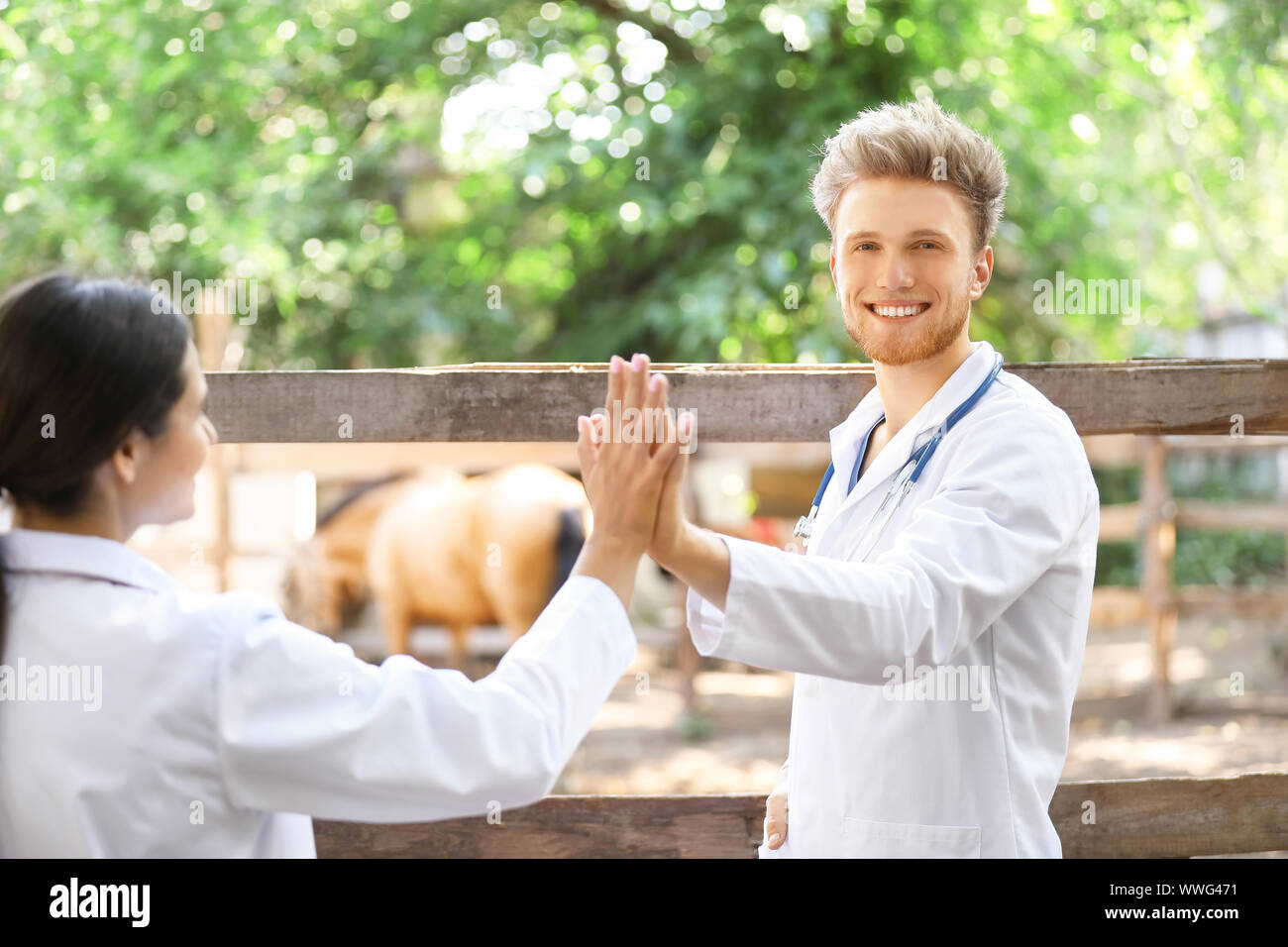Veterinarians giving each other highfive near paddock with horse on