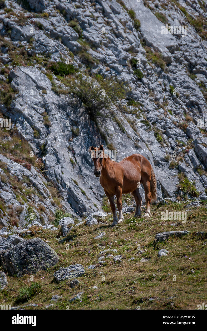 Spain. Wild horses in the National Park of Fuentes Carrionas. Palencia Stock Photo