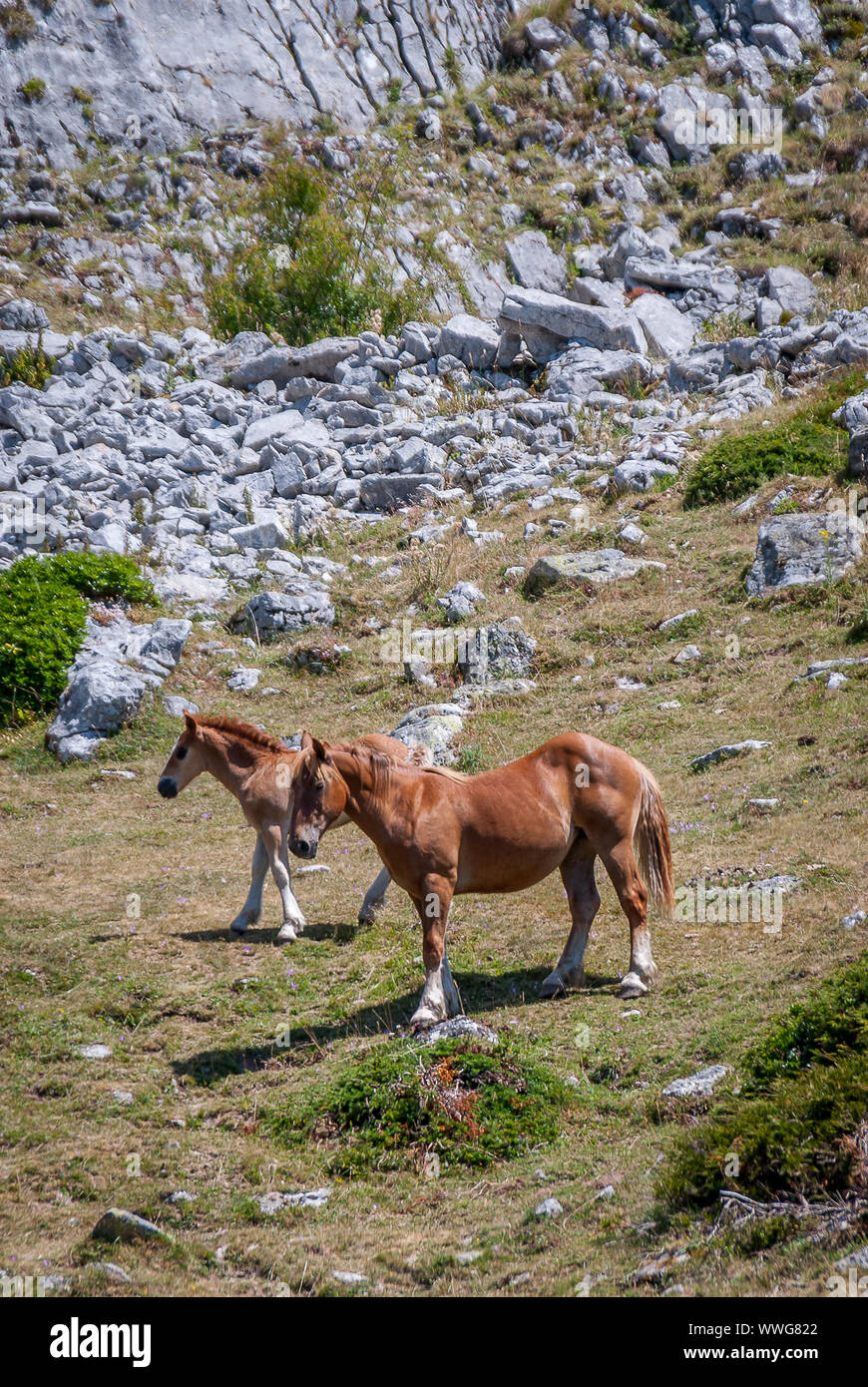 Spain. Wild horse and foal in the National Park of Fuentes Carrionas. Palencia Stock Photo