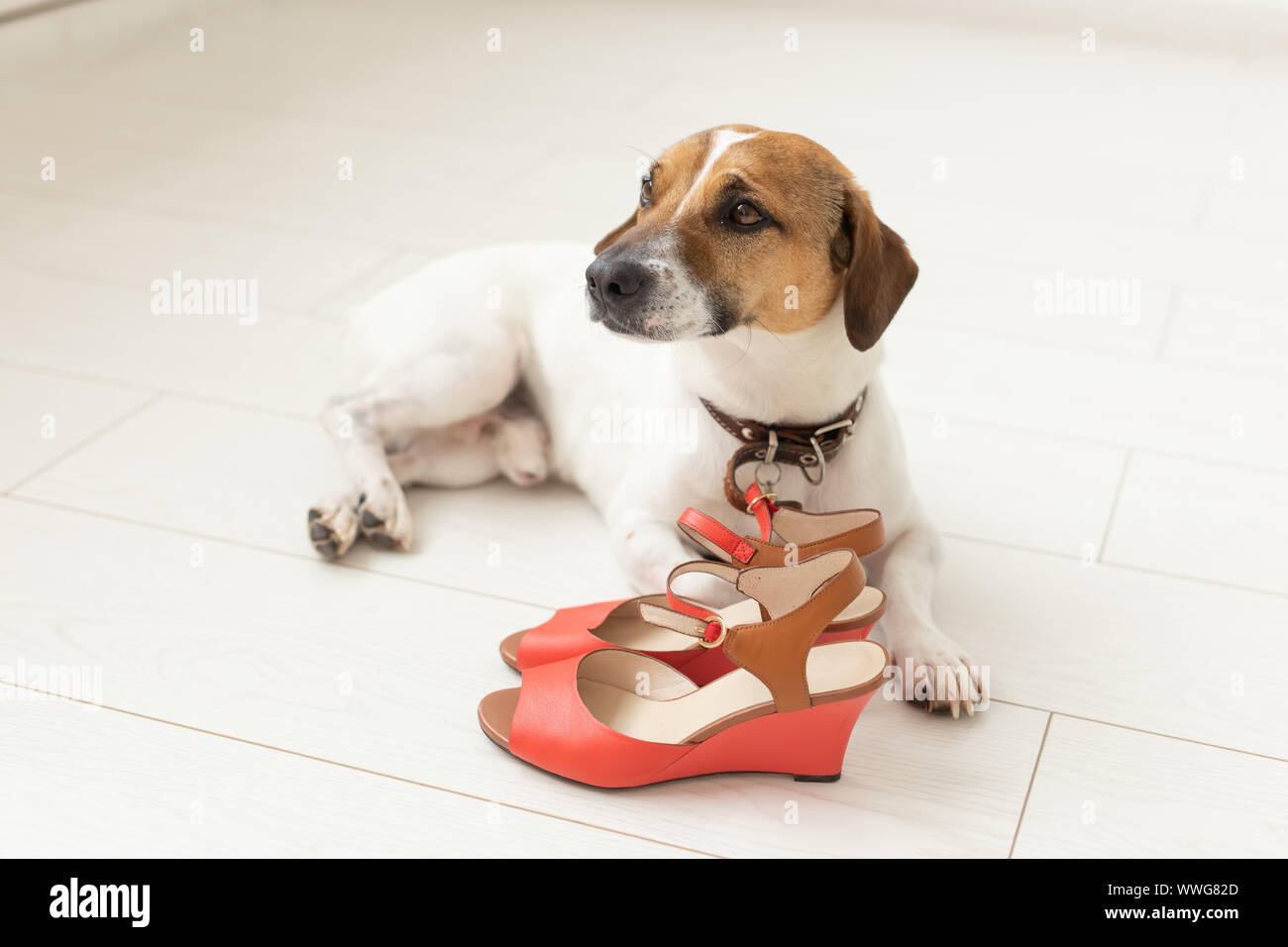 little pets shoes