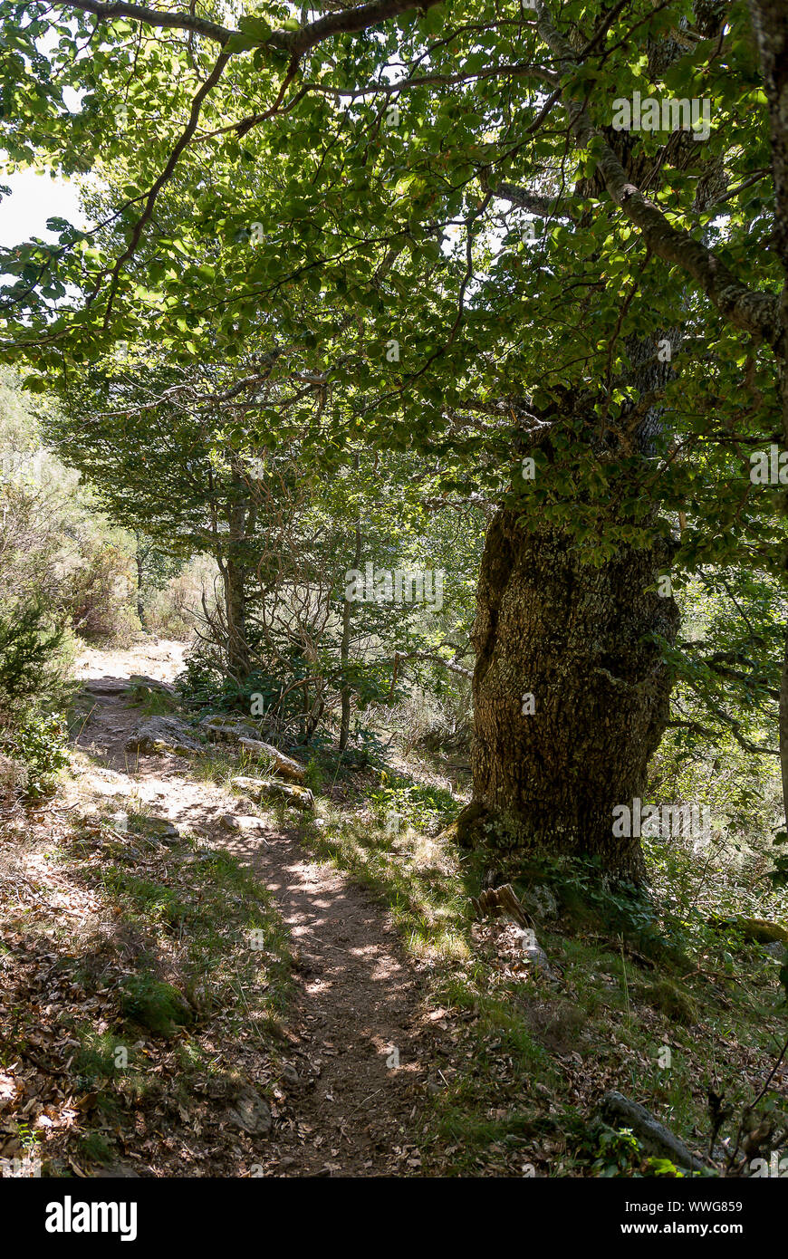 Spain. Oak forest in the National Park of Fuentes Carrionas. Palencia Stock Photo