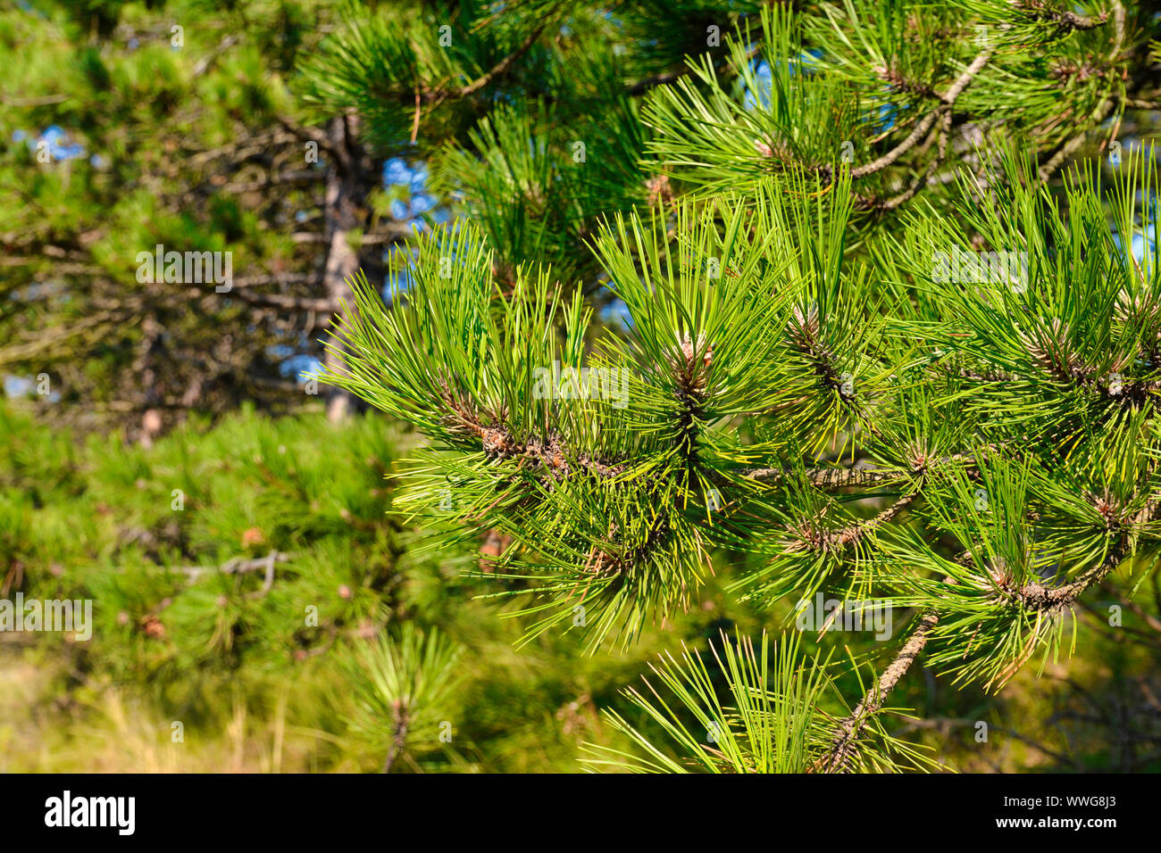 Close up of European 'Pinus ponderosa'  western yellow pine tree in North Netherlands Stock Photo