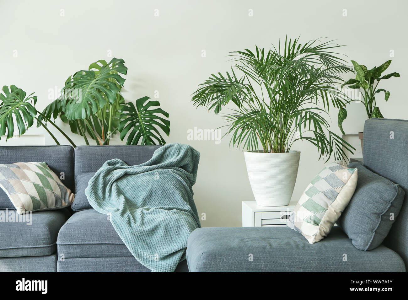 Interior of modern room with sofa and houseplants Stock Photo - Alamy