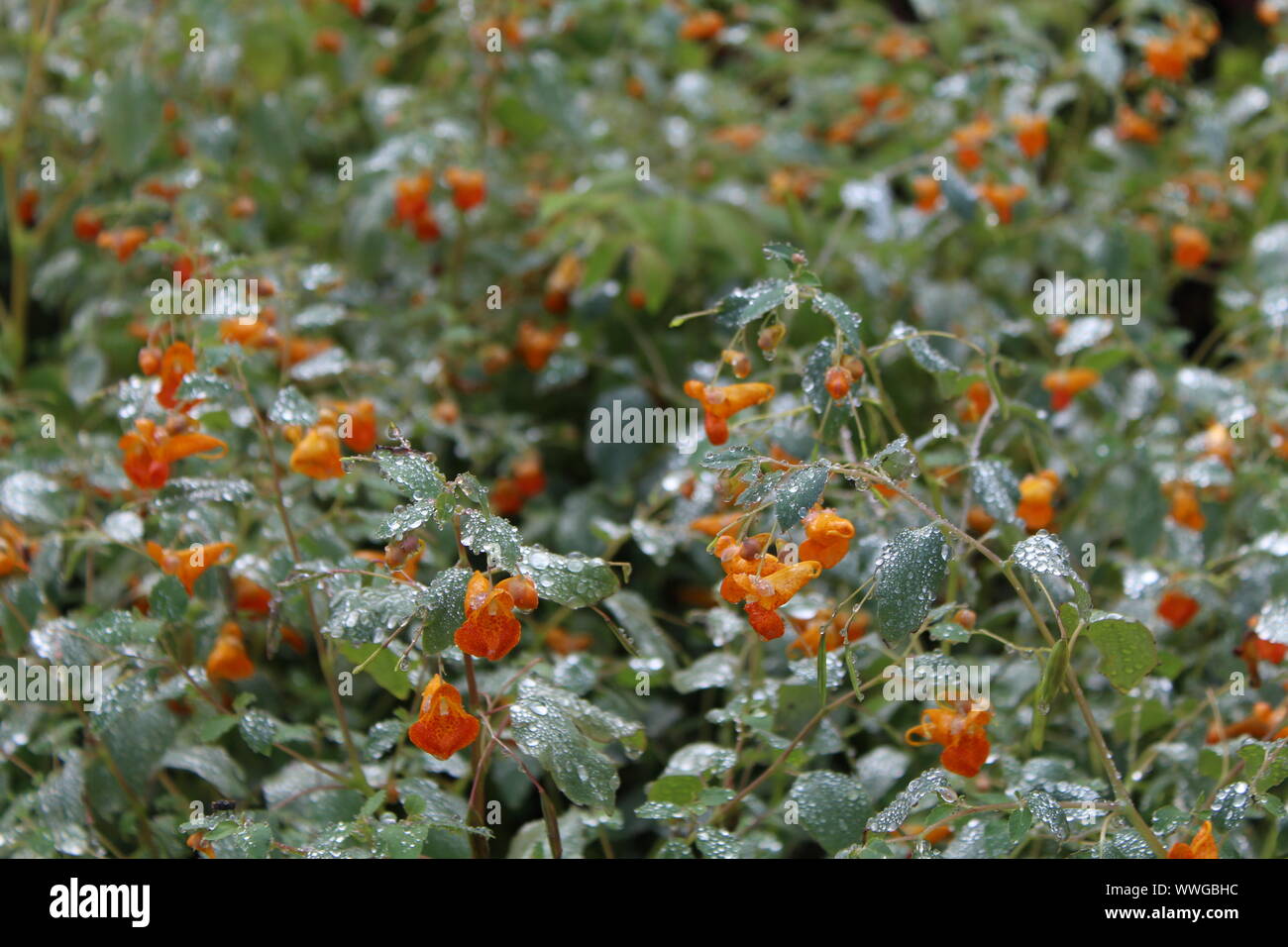 sparkling water droplets on plants with bright orange flowers from the mist of the niagara falls Stock Photo