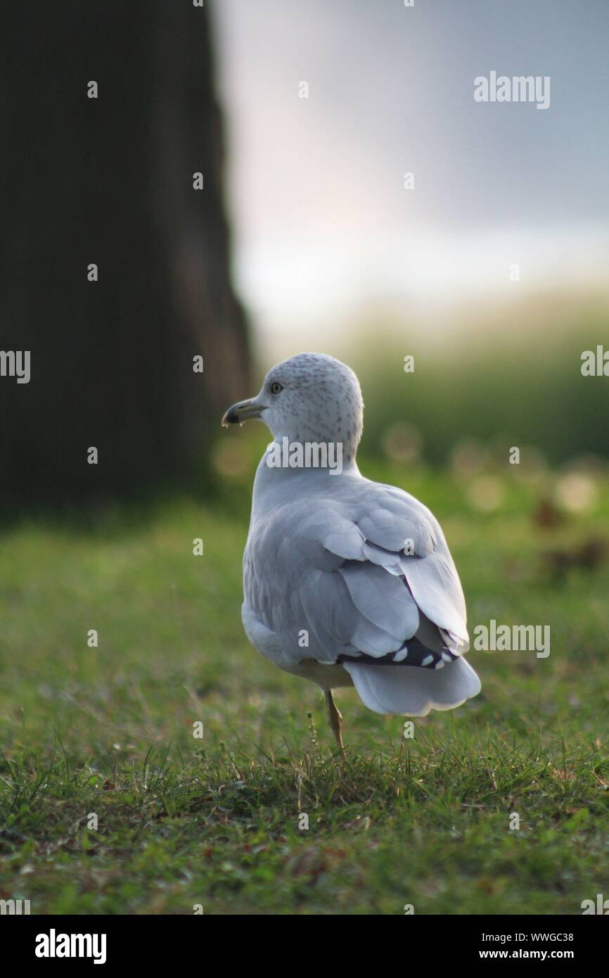 Seagull strolling in a park with bright green grass with little dew, seen from behind with the seagull looking to the side Stock Photo