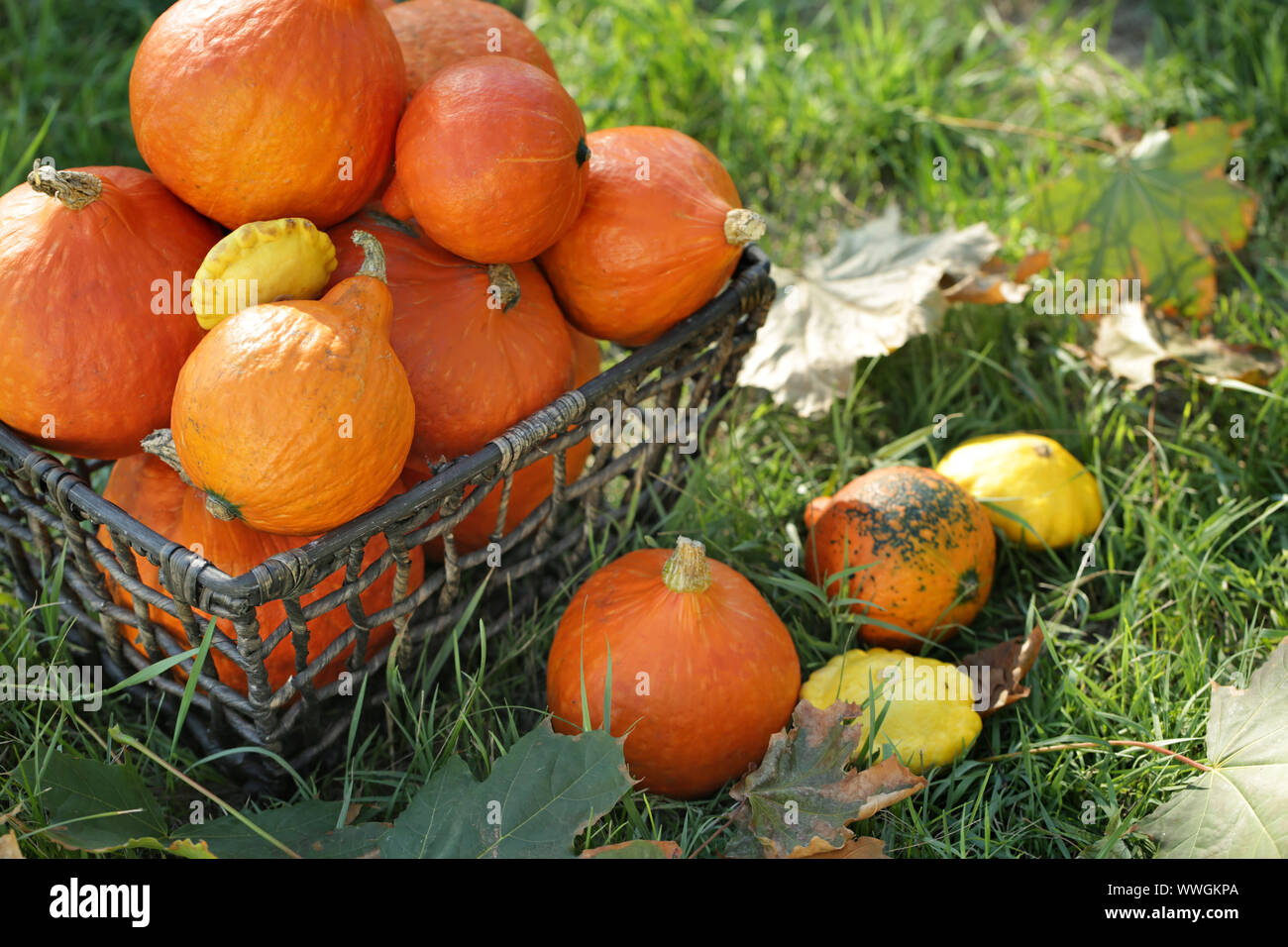 Basket with fresh pumpkins on green grass Stock Photo - Alamy