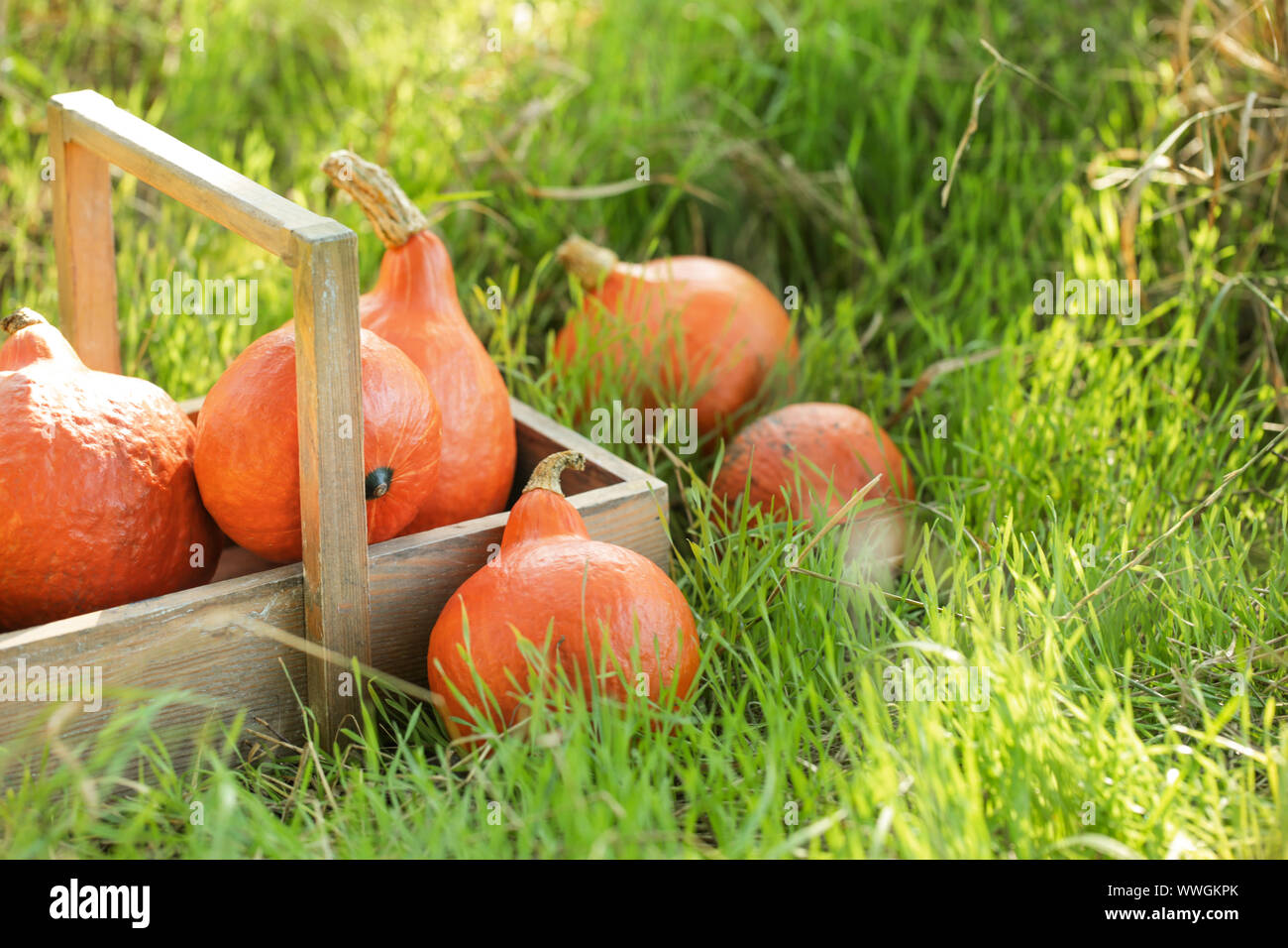 Basket with fresh pumpkins on color background Stock Photo - Alamy