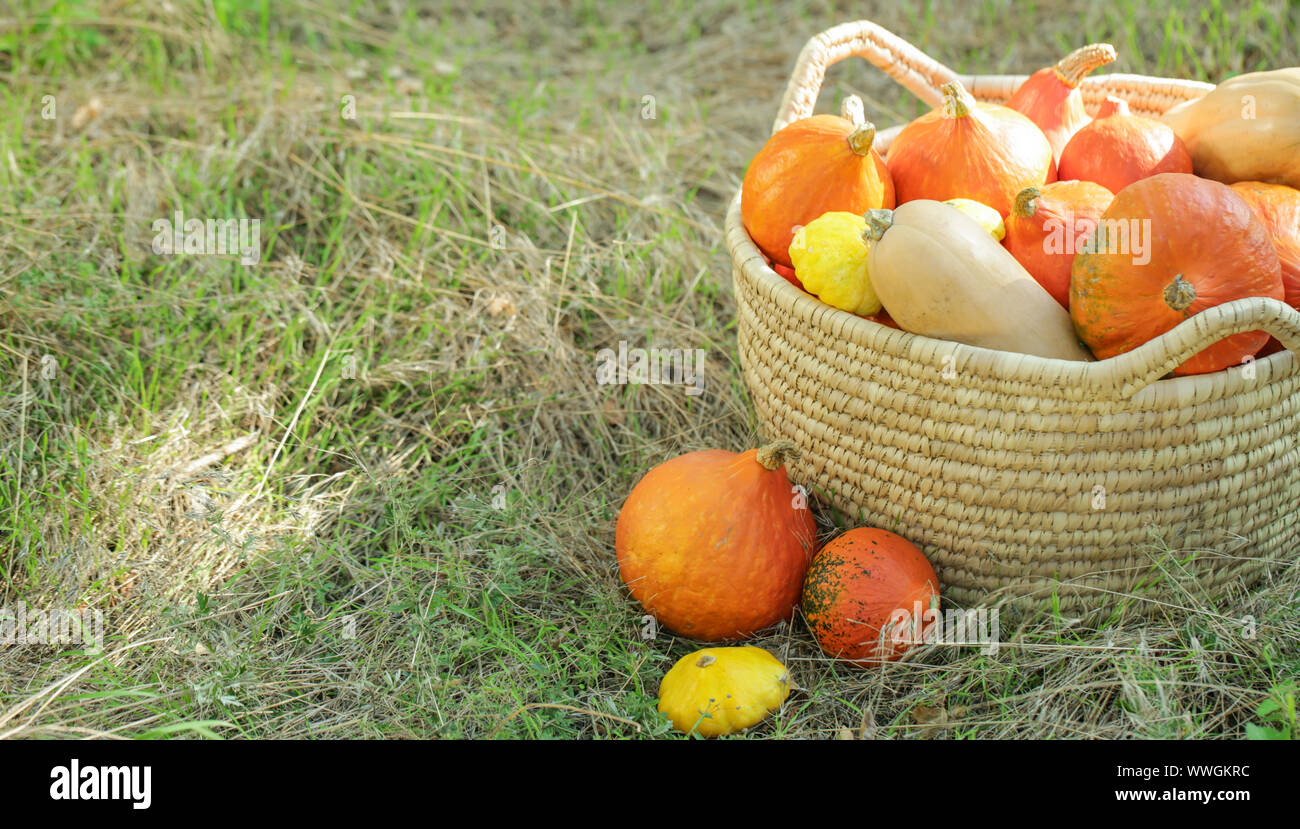 Basket with fresh pumpkins and squashes in forest Stock Photo - Alamy