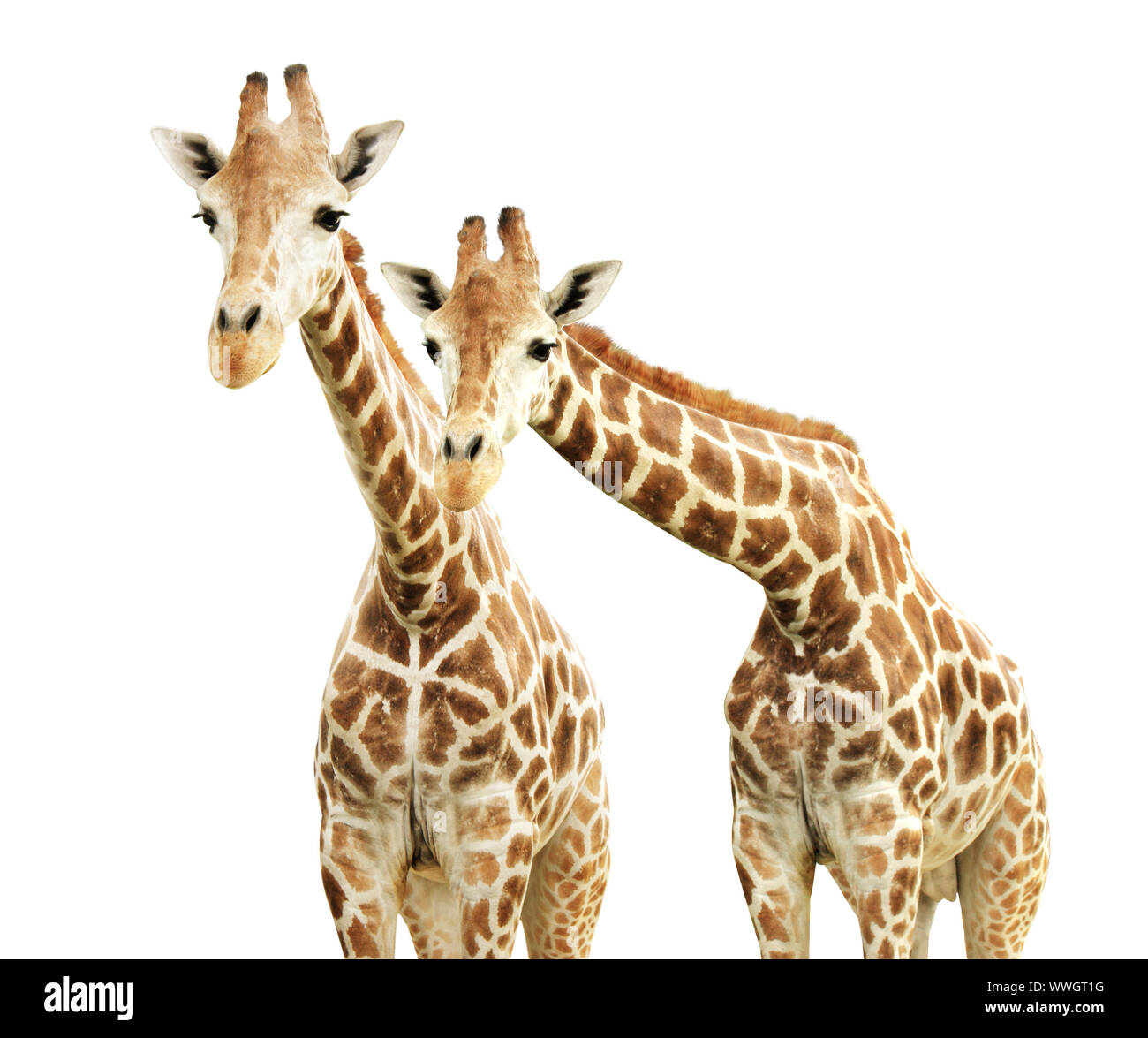 Two cute curiosity giraffes. Isolated on white background Stock Photo