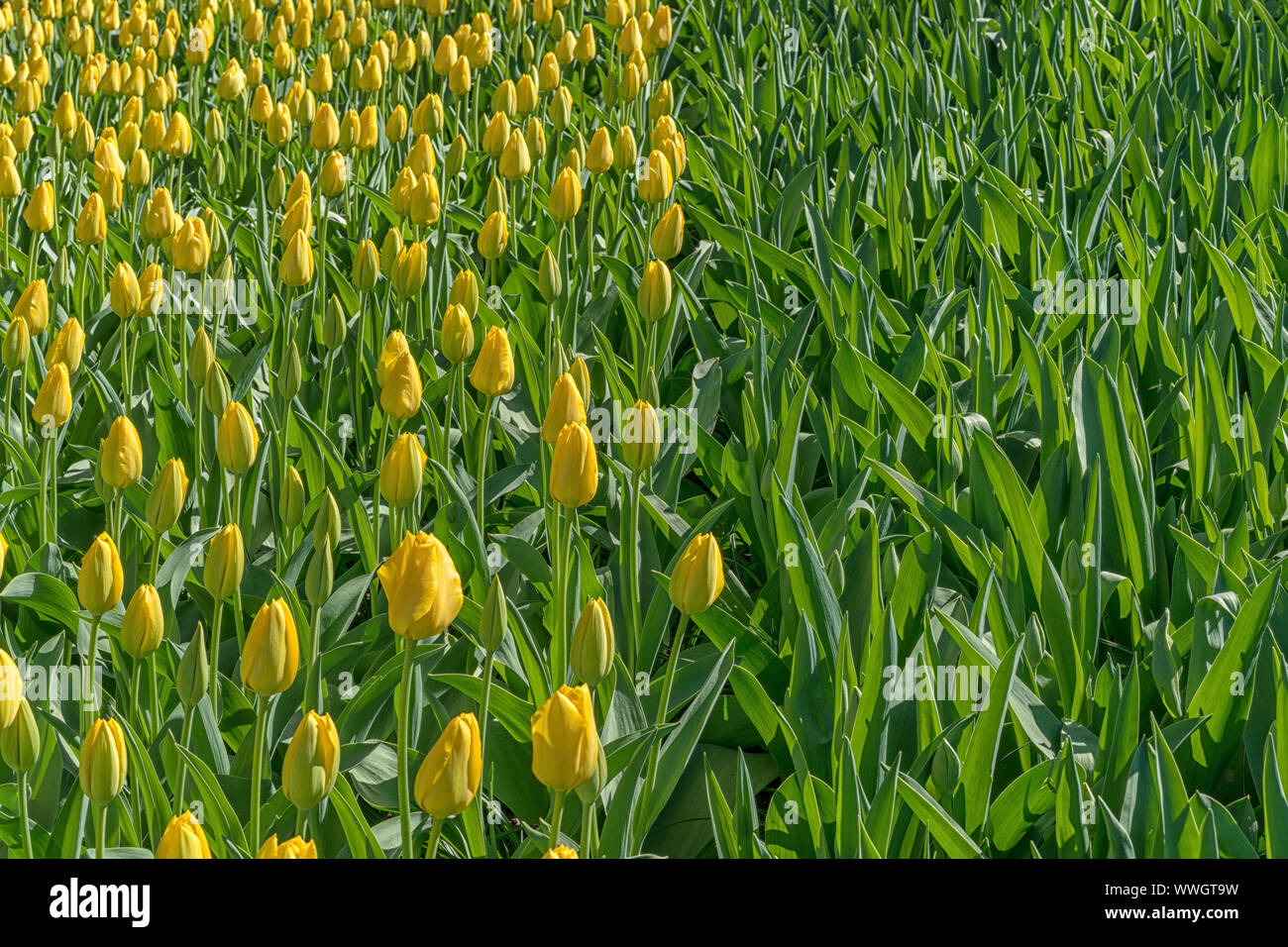 Unopened tulips hires stock photography and images Alamy