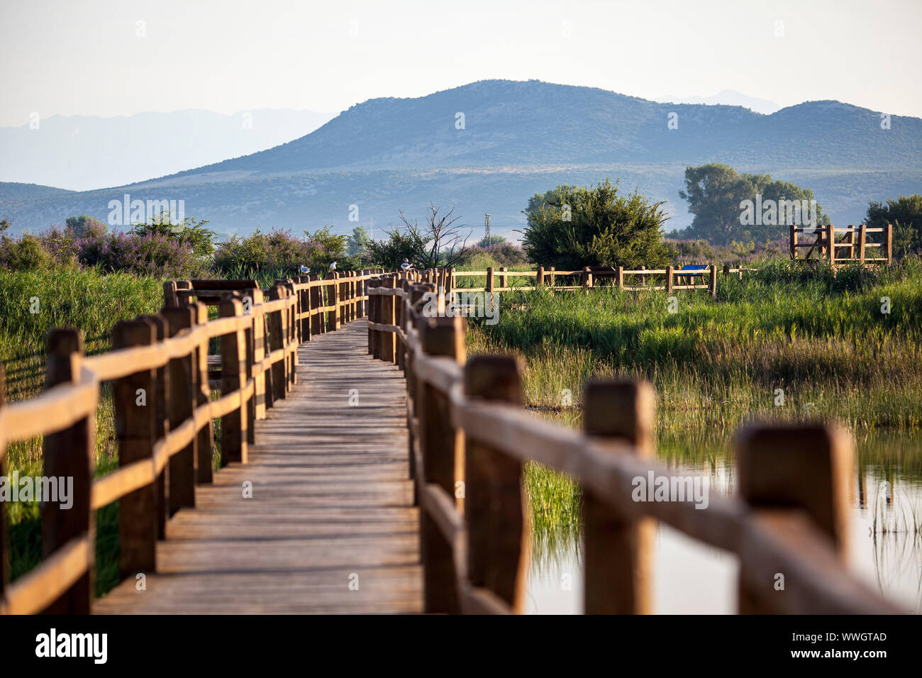 Vransko Lake Ornithological Reserve. Corn, crop. Stock Photo