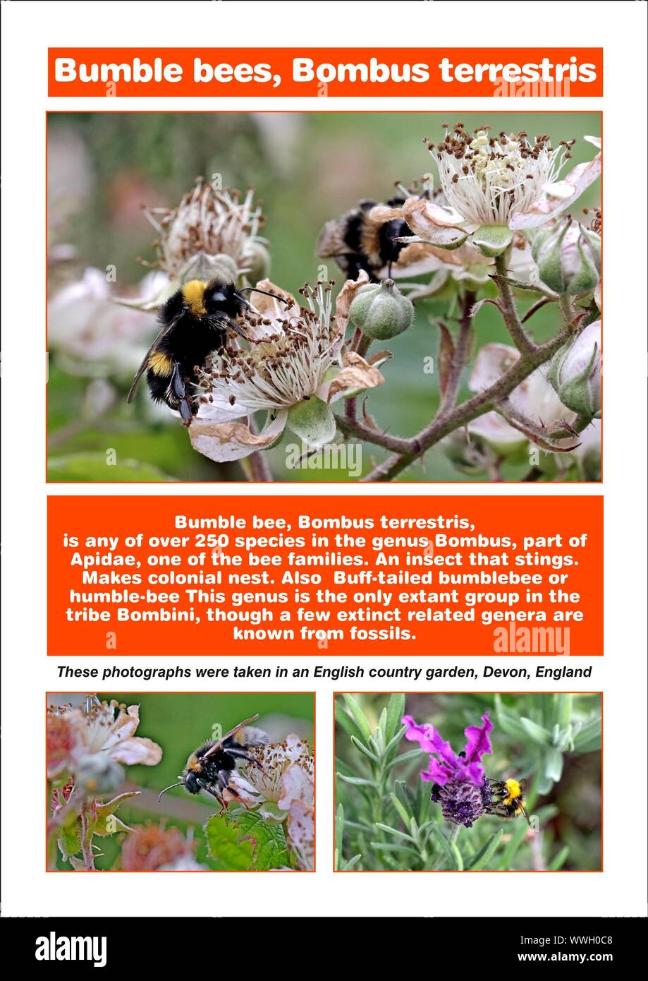 Bumble bees, Bombus terrestris, an insect that stings. Makes colonial nest,  Buff-tailed bumblebee, humble-bee, A4, A4 Page, photo, description, text; Stock Photo