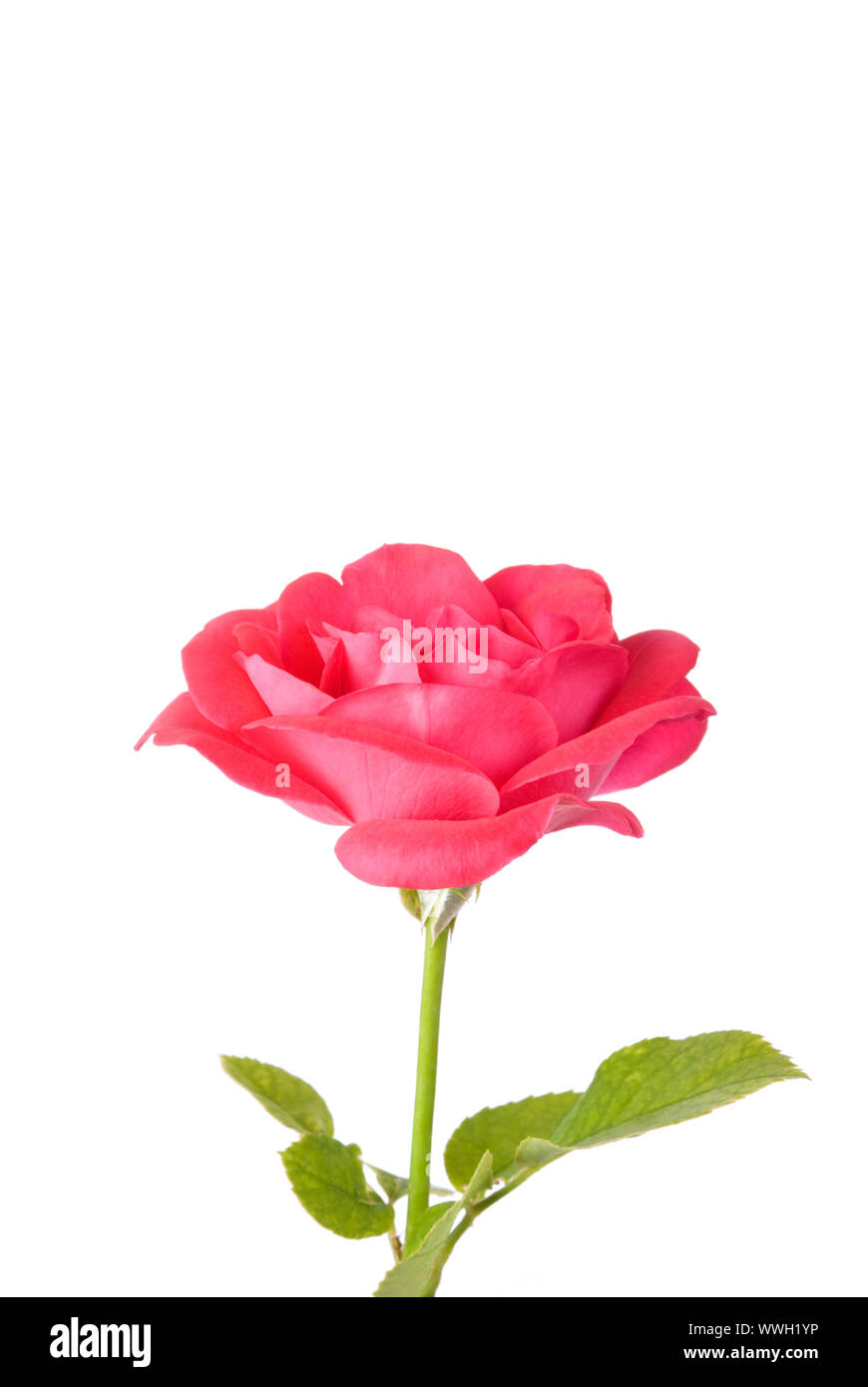 pink flower isolated on white background Stock Photo - Alamy