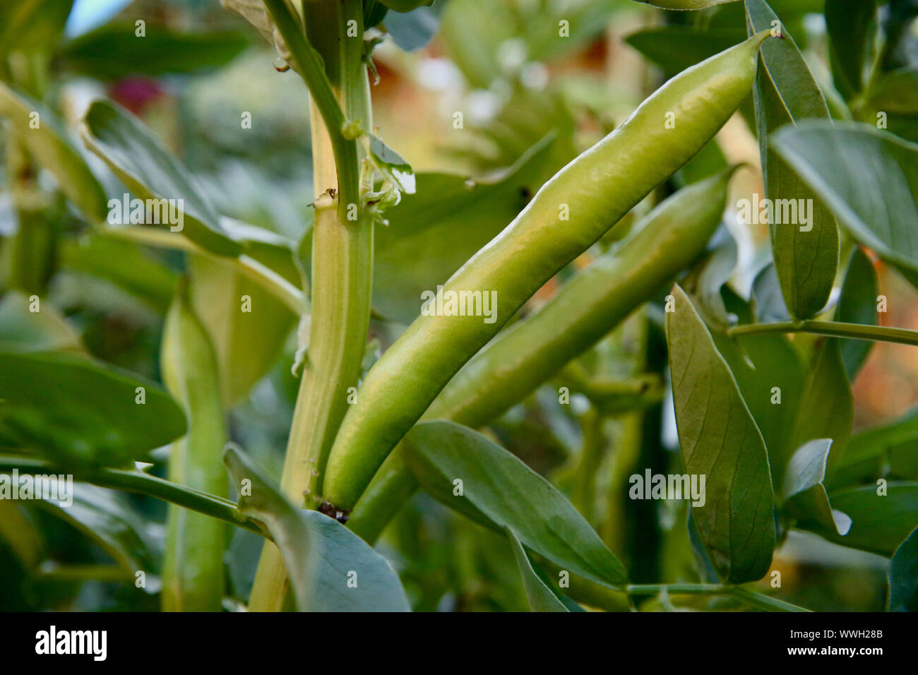 Green beans growing hi-res stock photography and images - Alamy