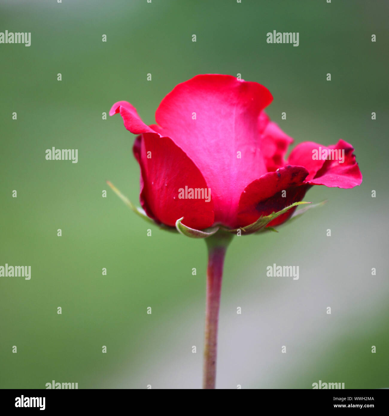 rose on nature green background Stock Photo - Alamy