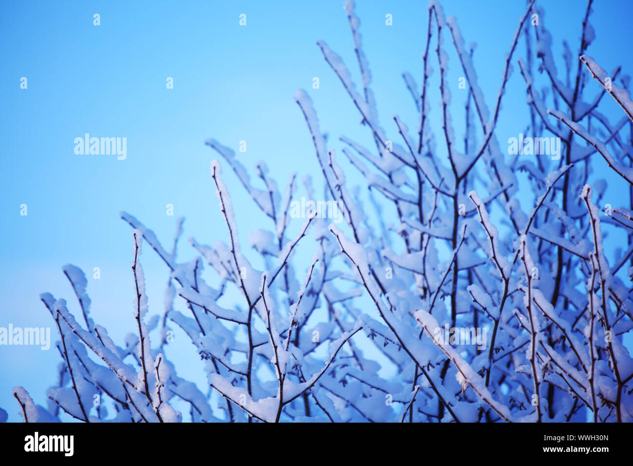 pine forest in snow Stock Photo - Alamy