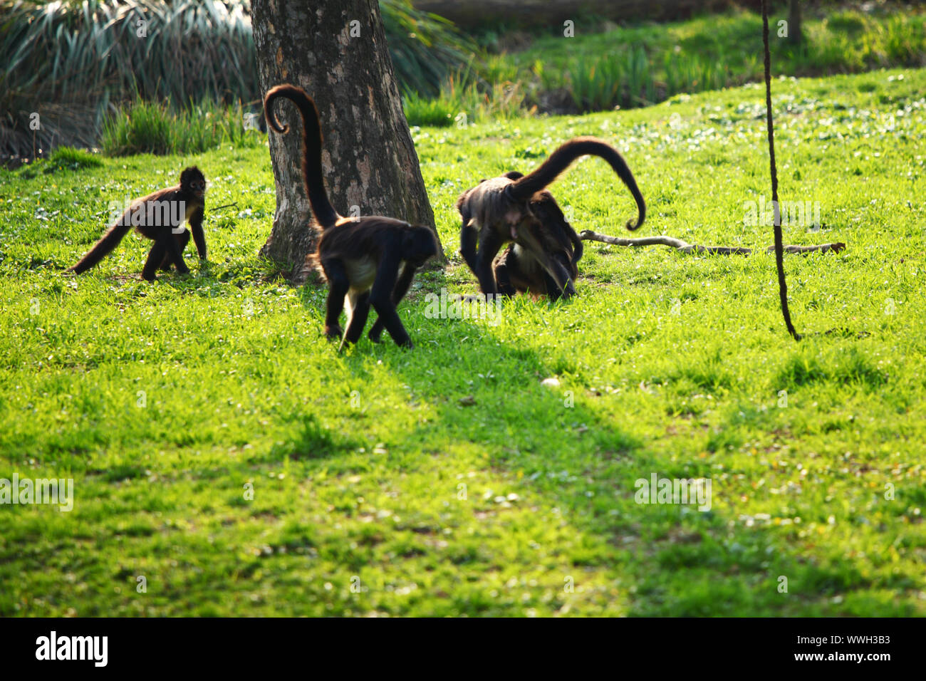 monkeys zoo very happy Stock Photo - Alamy