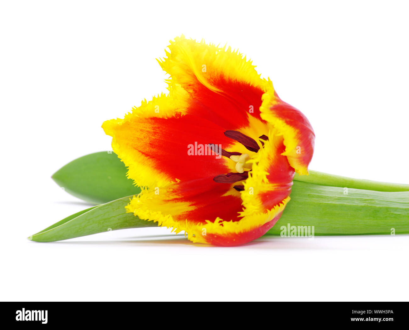 yellow tulip isolated on white Stock Photo - Alamy
