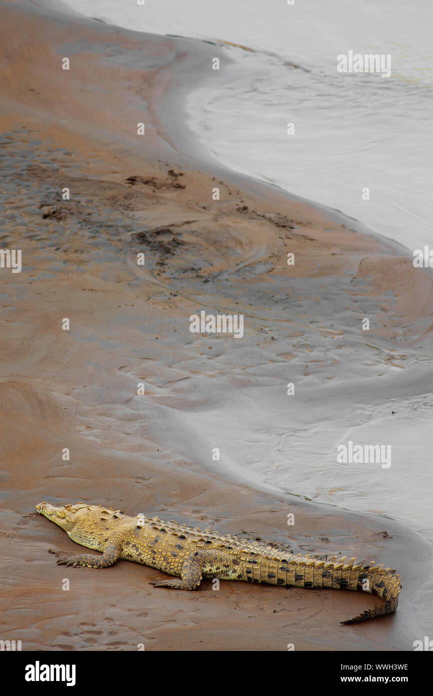 Crocodile at the riverbank Stock Photo