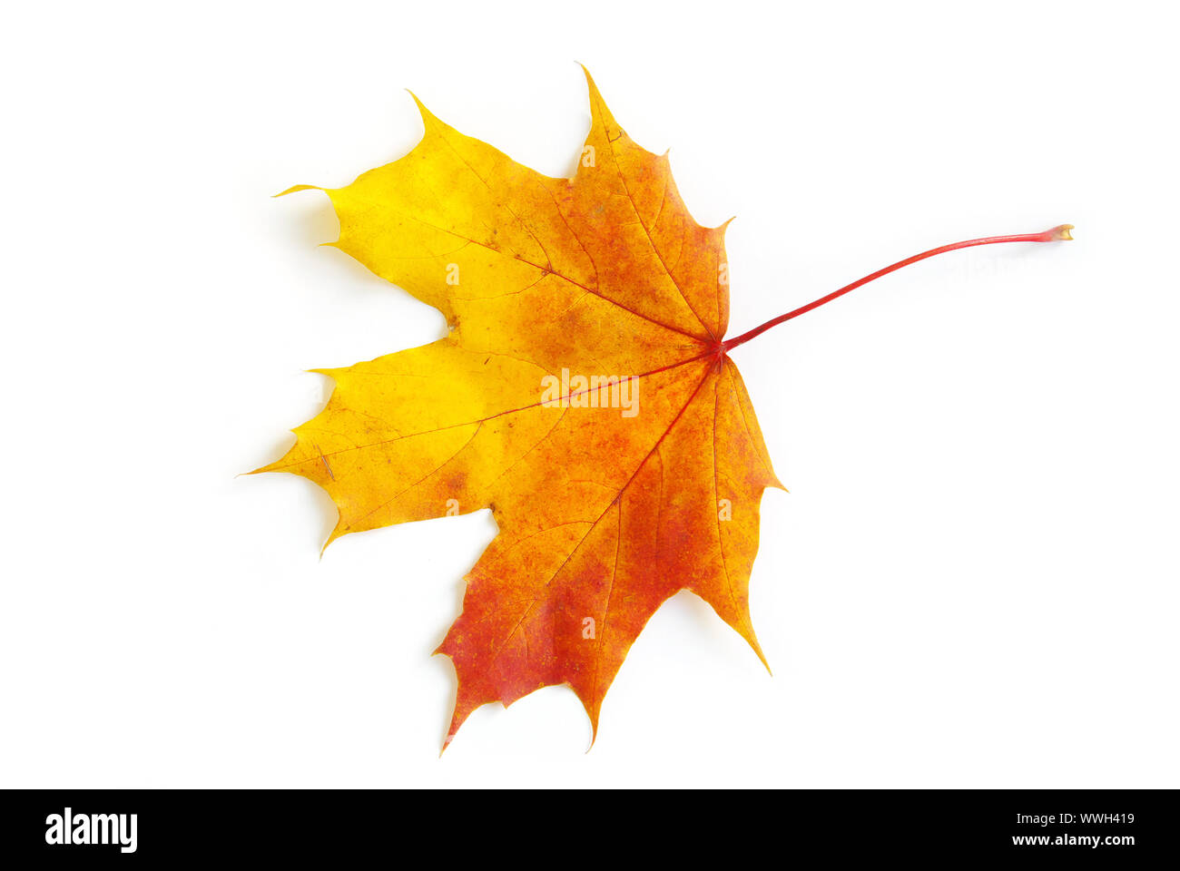 autumn maple leaf isolated on white background Stock Photo - Alamy