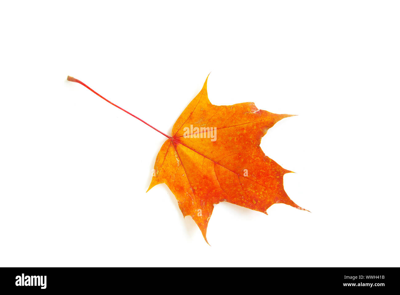 autumn maple leaf isolated on white background Stock Photo - Alamy