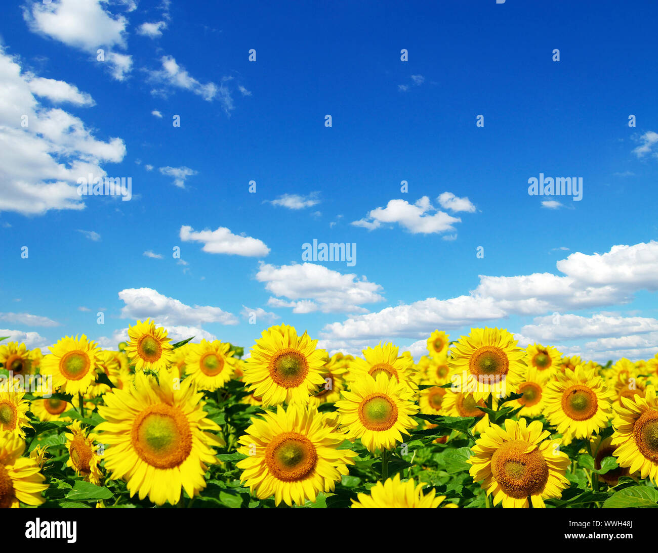 sunflower field over cloudy blue sky Stock Photo - Alamy