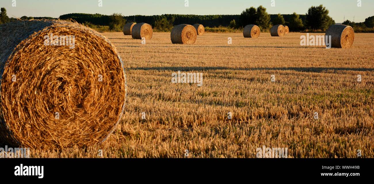 Straw bale in field hi-res stock photography and images - Alamy