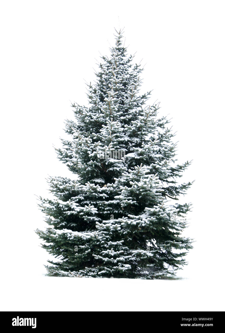 The Bare Christmas tree ready to decorate Stock Photo Alamy