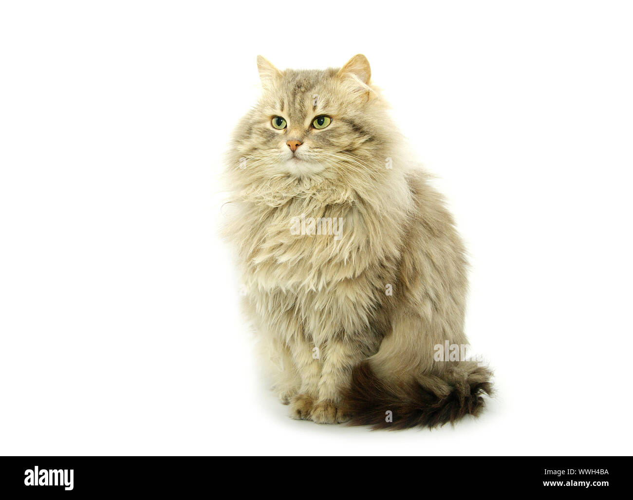 cat isolated on a white background Stock Photo - Alamy