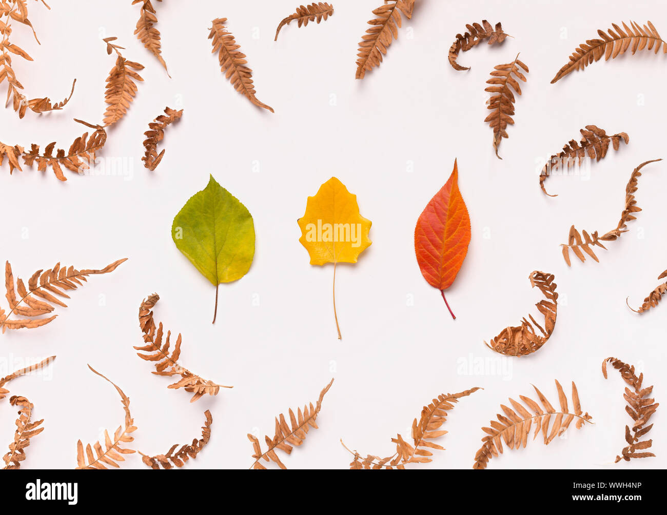 Three different colored fallen autumn leaves on white Stock Photo