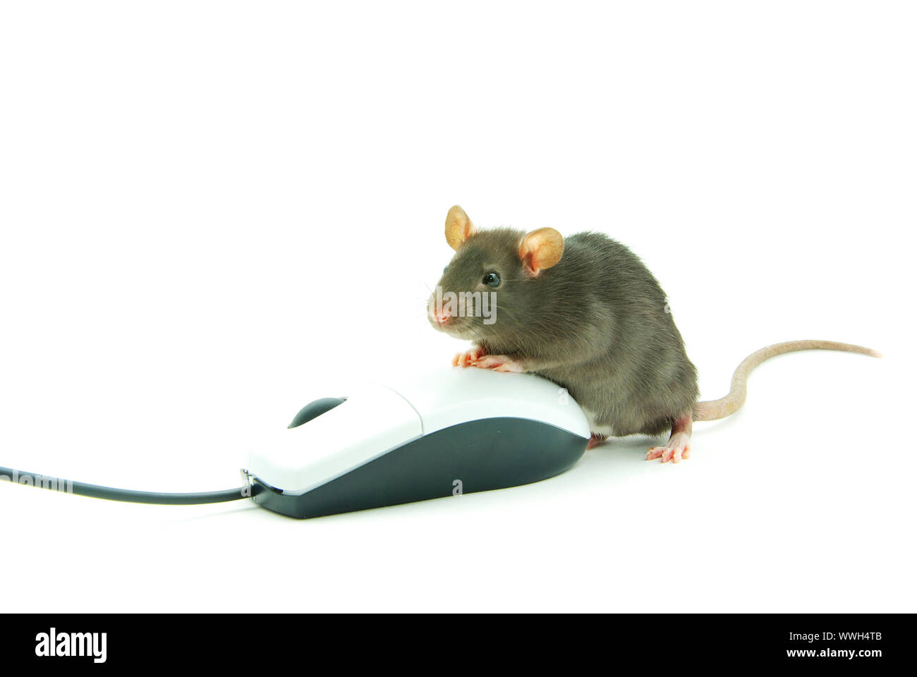 grey rat isolated on white background Stock Photo - Alamy