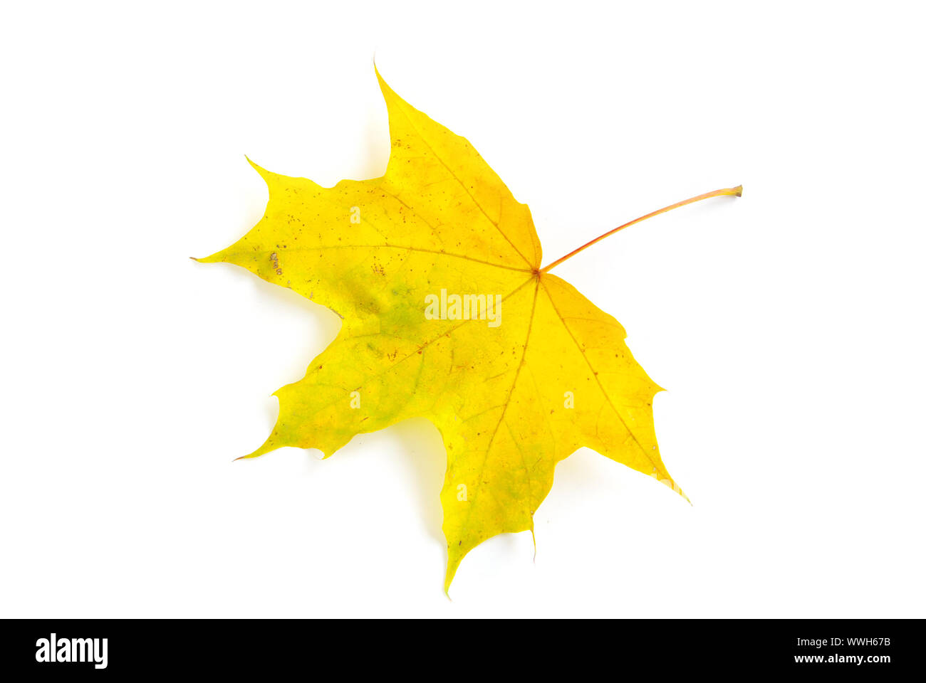 autumn maple leaf isolated on white background Stock Photo - Alamy