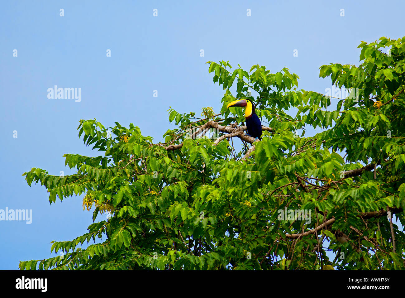 Toucan bird sitting in the tree top at Drake Bay, Costa Rica Stock Photo
