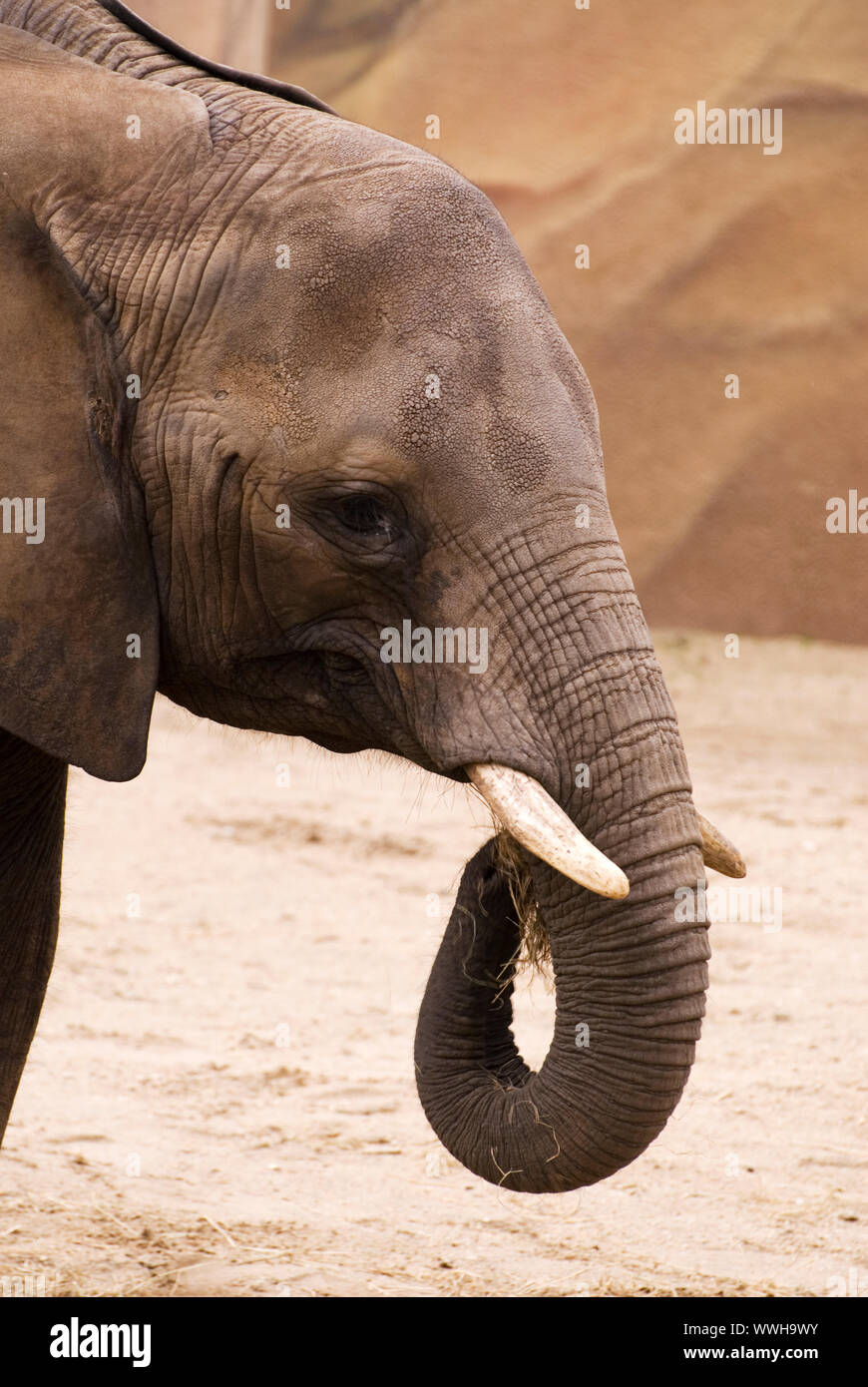 head of an elephant in Zoo Stock Photo Alamy
