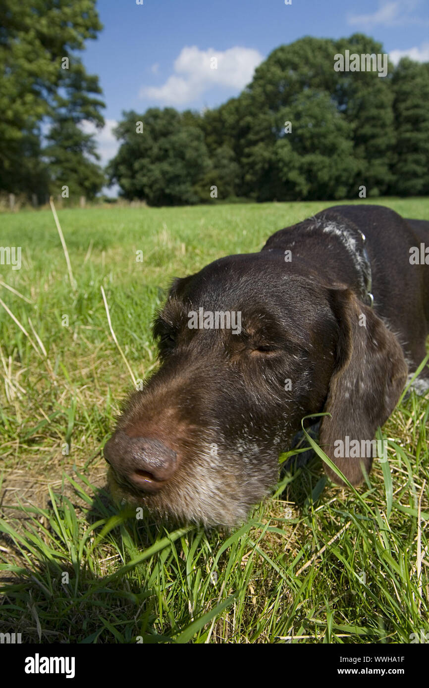 German Wirehaired Pointer Stock Photo - Alamy
