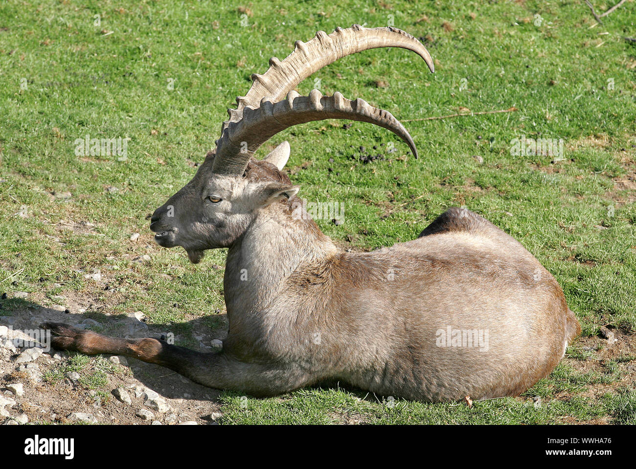 Crete-Bezoar goat Stock Photo